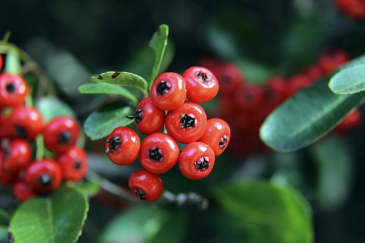 的战术特点 的战术特点