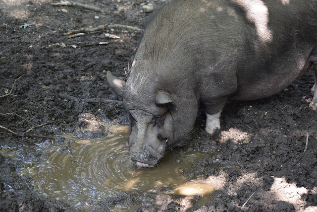 合和战术的 合和战术的